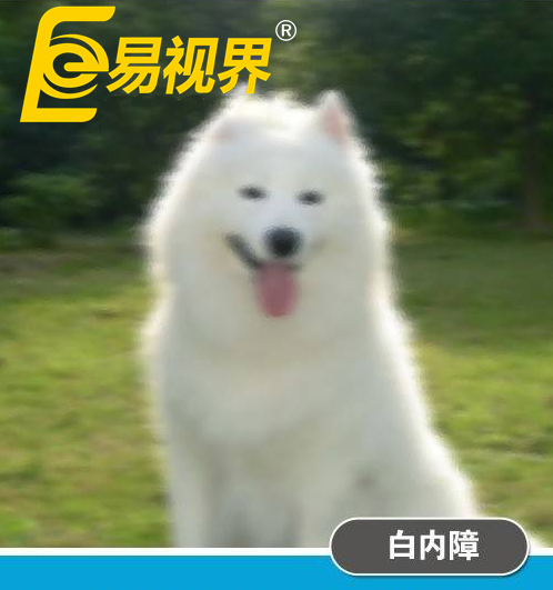 不一樣的眼病，不一樣的世界